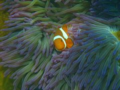 A. percula en Heteractis magnifica, isla Fitzroy, Australia