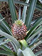 Fruit composé