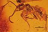 Aphaenogaster sommerfeldti fossil