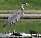 Ardea herodias wardi