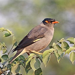 Mainá-ribeirinho (Acridotheres ginginianus) em Uttar Pradesh, Índia. (definição 2 717 × 2 717)