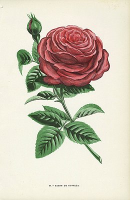 Rosa 'Baron J.B. Gonella' Ботаническая иллюстрация, Jamain Rose Prints, 1873 г.