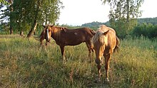 photographie de chevaux fauve dorés dans de l'herbe haute.