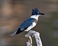 Martín pescador (Ceryle alcyon)