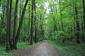 Image illustrative de l’article Forêt de Bitsevski