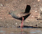 Gallinula ventralis