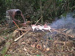 Boucanage traditionnel de « vyann-bwa » (pécari à collier et macaque noir), en forêt guyanaise.