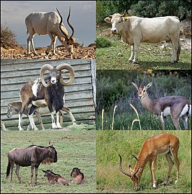 Saharanantilooppi, nauta mufloni, vuorigaselli juovagnuu, impala