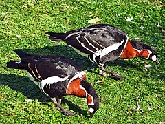 Couple de bernaches à cou roux.