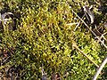 Bryophyte