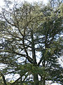 Cedar of Lebanon