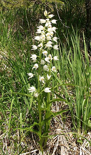 Пыльцеголовник длиннолистный (Cephalanthera longifolia)