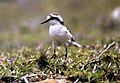 Uma batuíra-de santa-helena, ave endêmica e símbolo nacional