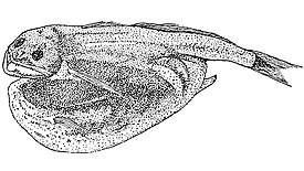 Chiasmodon braueri с проглоченной добычей