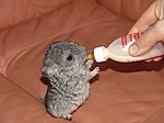 Chinchilla bébé