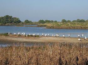 Image illustrative de l’article Réserve ornithologique du Teich