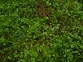 Miner's lettuce (Claytonia perfoliata)