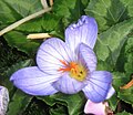 Crocus speciosus 'Artabir' close-up