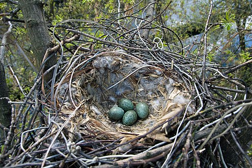 Nest with eggs in urbanized environment, Moscow