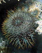 Acanthaster « cf. solaris » du Pacifique.