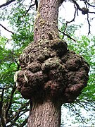 Le nœud formé autour du tronc d'un Nothofagus. Ce nœud-ci fait environ 3 m de circonférence. Terre de Feu (Argentine).