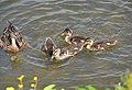 Mallard with ducklings