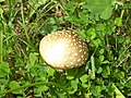 A. muscaria var. formosa