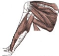 عضلات السطح الظهري (الخلفي) للوح الكتف و العضلة ثلاثية الؤوس العضدية.