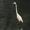 large white long-necked bird
