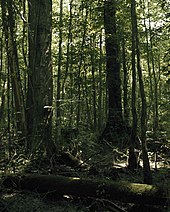 A photograph of a forest area of the Great Dismal Swamp in North Carolina.