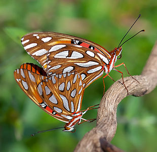 Mating Gulf fritillaries, by Umbris (edited by Gwillhickers and Crisco 1492)