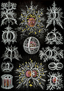 Radiolarians, by Ernst Haeckel (edited by Mick Stephenson