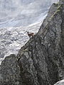 Image 48Ibex in an alpine habitat (from Habitat)