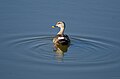 In Agrahara Lake Bangalore