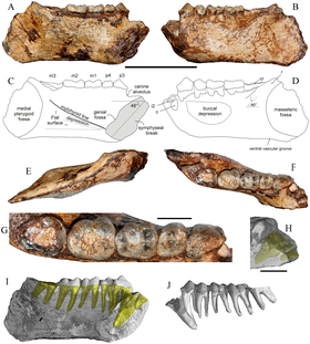 Holótipo da mandíbula de Khoratpithecus ayeyarwadyensis, de Mianmar