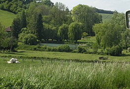 L'étang.