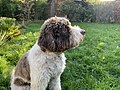 Lagotto blanc et brun