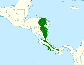 Distribución geográfica de la tangara gorjiblanca.