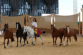 Photographie d'une femme assise sur un cheval blanc accompagné de quatre autre chevaux sans atelage, tous marchant côte à côte