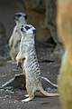 Suricate (Suricata suricatta)