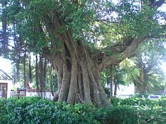 Banyan