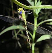 Male