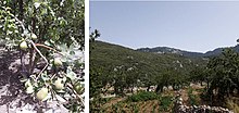 Illustrations of fruit plantations in the environs of Chefchaouen.