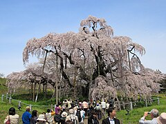 三春滝桜