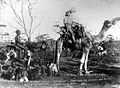 Prospector riding "Misery", a famous camel that travelled a record 970 kilometres (600 mi) without water, 1895[8]