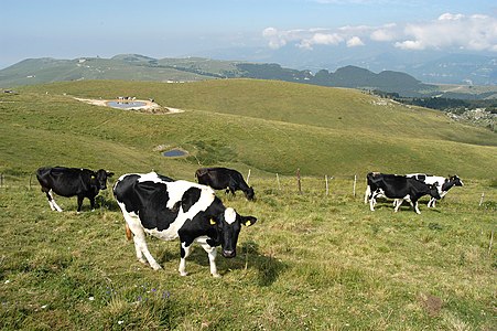 Pâturages estivaux sur le haut plateau des Monts Lessini