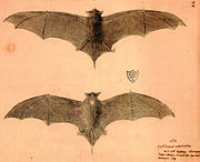 Drawing of bat