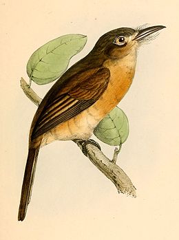 Nonnula rubecula