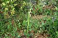 Ophrys apifera Habitus