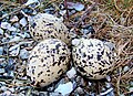 Eurasian oystercatcher eggs camouflaged in the nest